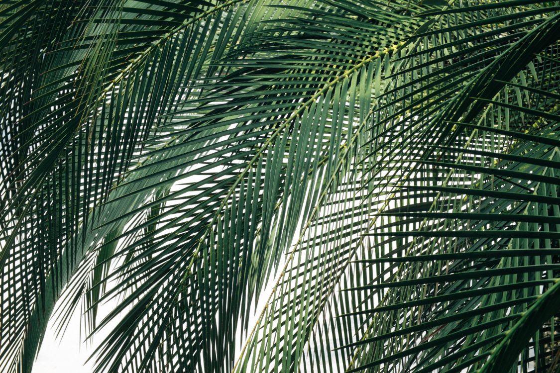 Palmera Verde Durante el Día. Wallpaper in 4896x3264 Resolution