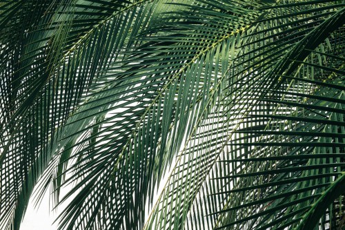 Image green palm tree during daytime