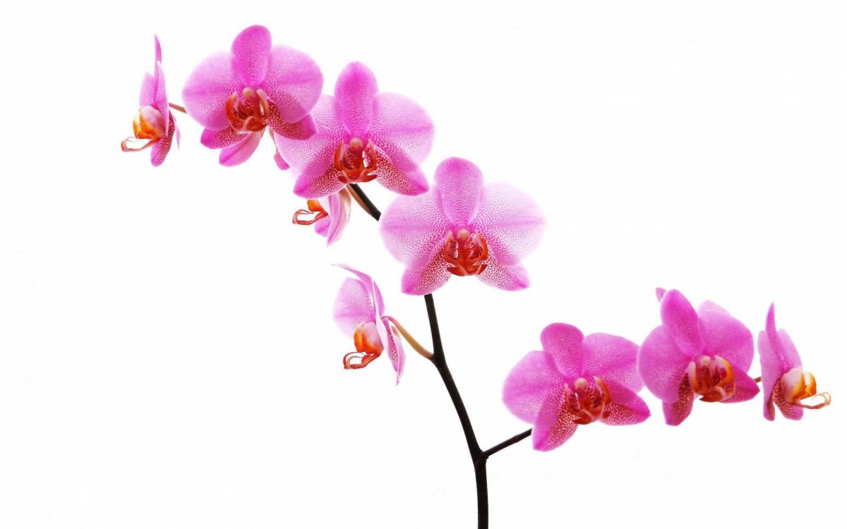 蛾的兰花, 显花植物, 粉红色, 菌群, 开花 壁纸 1920x1200 允许