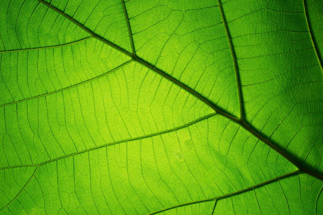 Green Leaf in Close up Photography. Wallpaper in 5472x3648 Resolution