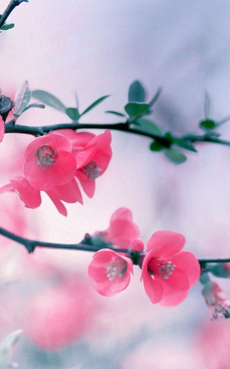 Rosa Blüten in Tilt-Shift-Linse. Wallpaper in 1600x2560 Resolution