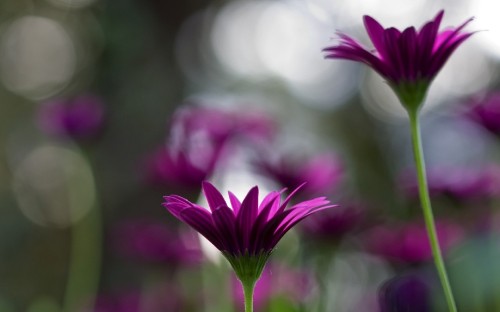 Image pink flower in tilt shift lens