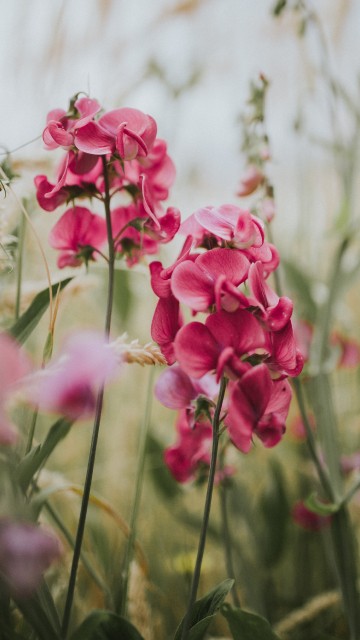 Image pink flowers in tilt shift lens