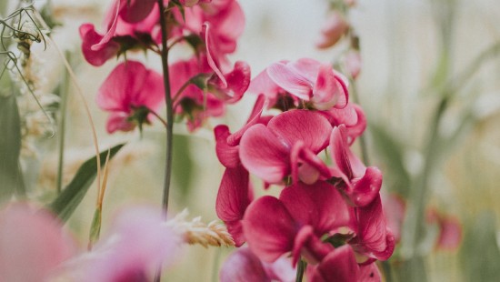 Image pink flowers in tilt shift lens