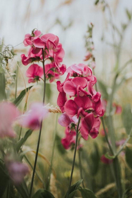 pink flowers in tilt shift lens