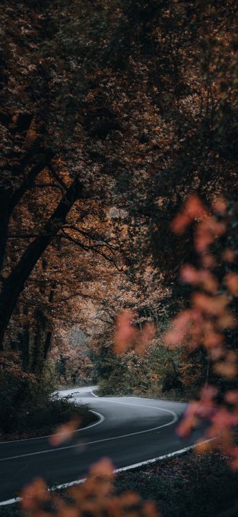 Nature, Atmosphère, Rameau, Paysage Naturel. Wallpaper in 1008x2184 Resolution