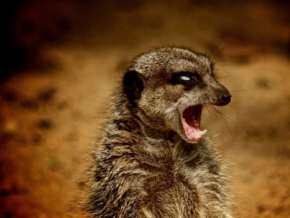 猫鼬, 野生动物, 灵猫, 脊椎动物, 皮毛 壁纸 2048x1536 允许