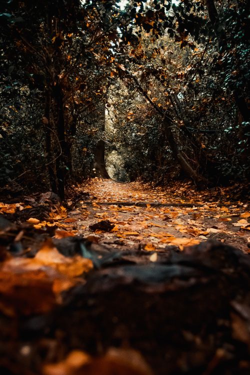 Natur, Blatt, Baum, Natürlichen Umgebung, Naturlandschaft. Wallpaper in 3078x4617 Resolution