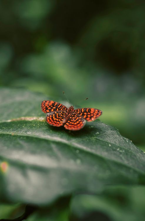 Mariposa Marrón y Negra Sobre Hoja Verde. Wallpaper in 2757x4190 Resolution