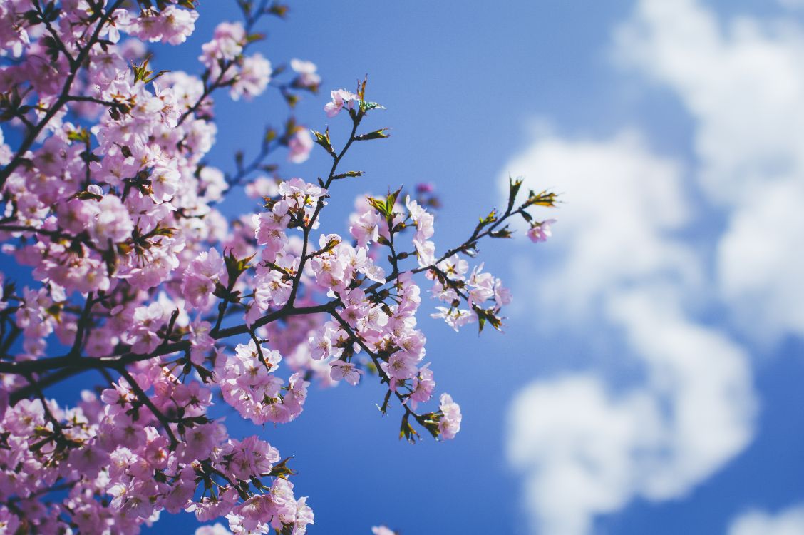 Fondos de Pantalla Flor de Cerezo Rosa y Blanca Bajo un Cielo Azul Durante  el Día, Imágenes y Fotos Gratis
