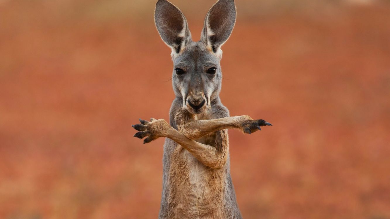 brown kangaroo in close up photography