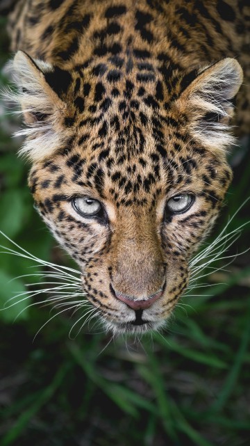 Image brown and black leopard in green grass