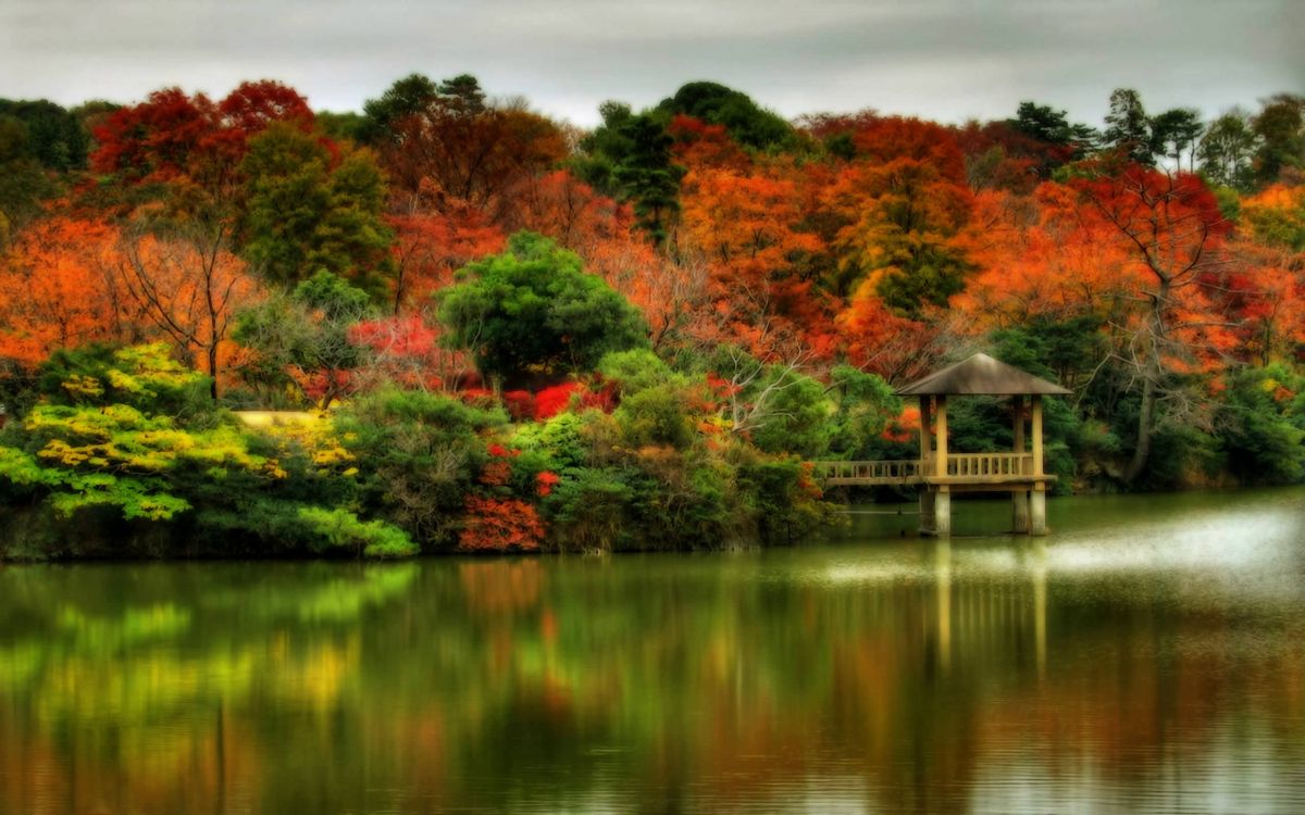 反射, 性质, 植被, 人体内的水, 秋天的叶的颜色 壁纸 2560x1600 允许