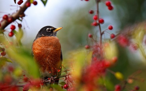 Image brown and black bird on tree branch