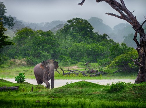 Image elephant on green grass field near river during daytime