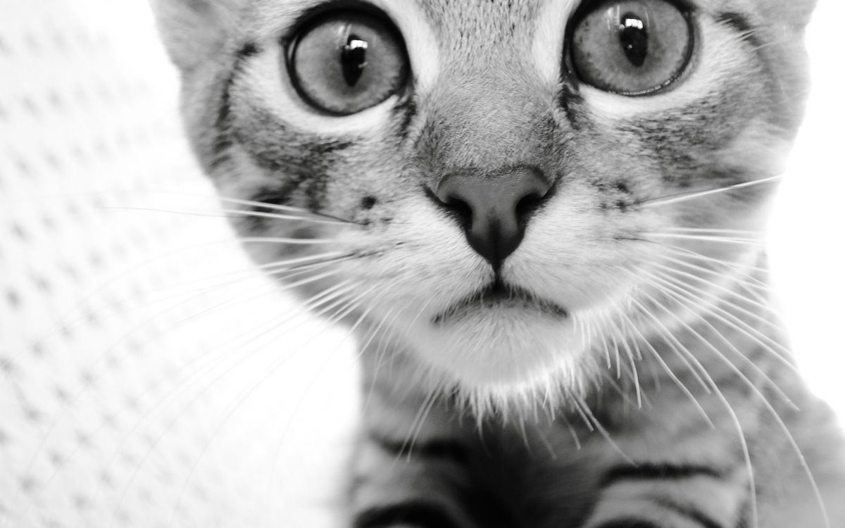 grey and black cat on white textile