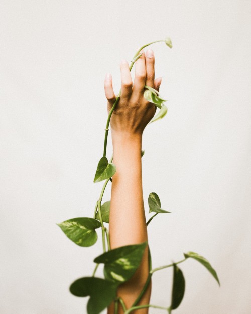 Image person holding green leaf plant