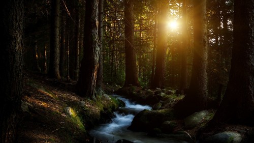 Image river in the woods during daytime