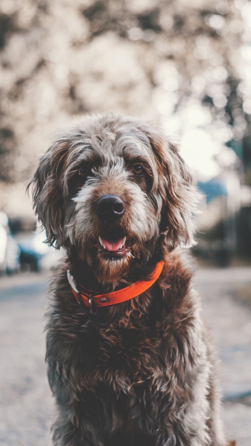 Image puppy, Labradoodle, dog breed, dog, water dog