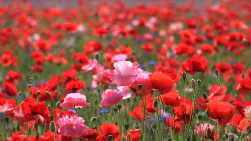 Image white and red flowers in the field