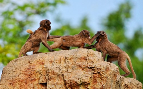 Image brown monkeys on brown rock during daytime