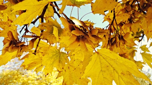 Image leaf, maple leaf, tree, autumn, deciduous