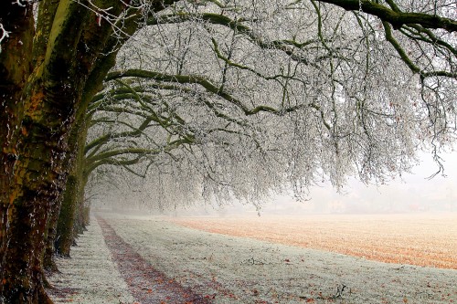 Image leafless tree on brown field during daytime