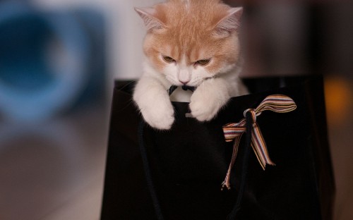 Image orange and white tabby cat on black leather tote bag