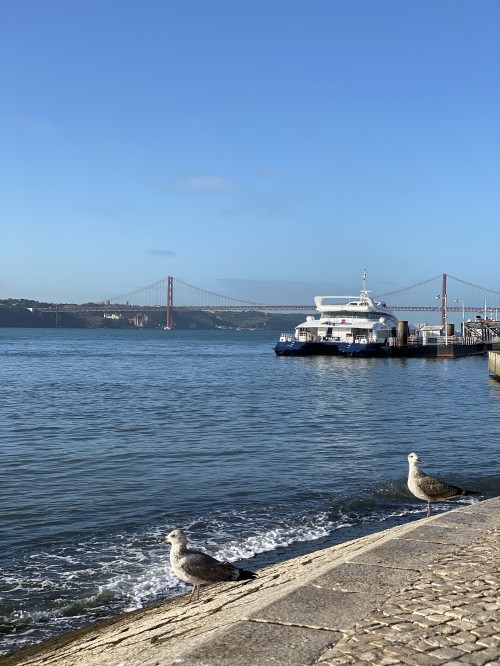 Image sea, ferry, water, passenger ship, ship