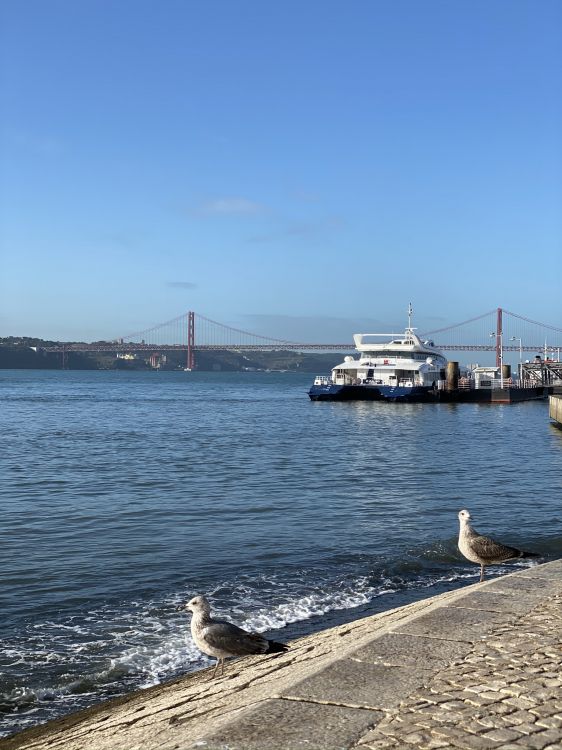 sea, ferry, water, passenger ship, ship