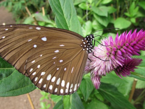 Image brown and black butterfly on purple flower