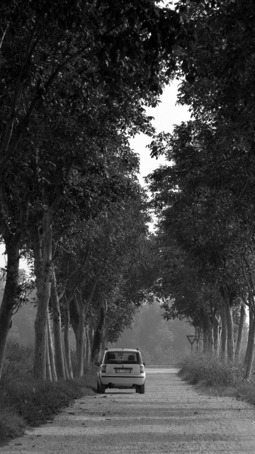 Image grayscale photo of car on road between trees