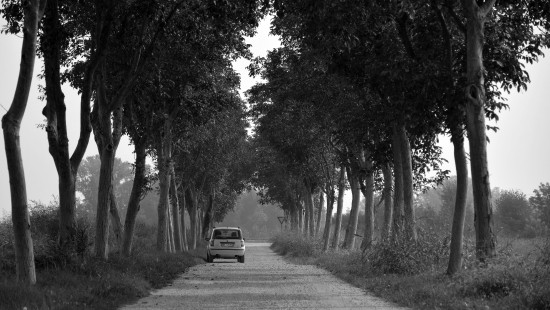 Image grayscale photo of car on road between trees