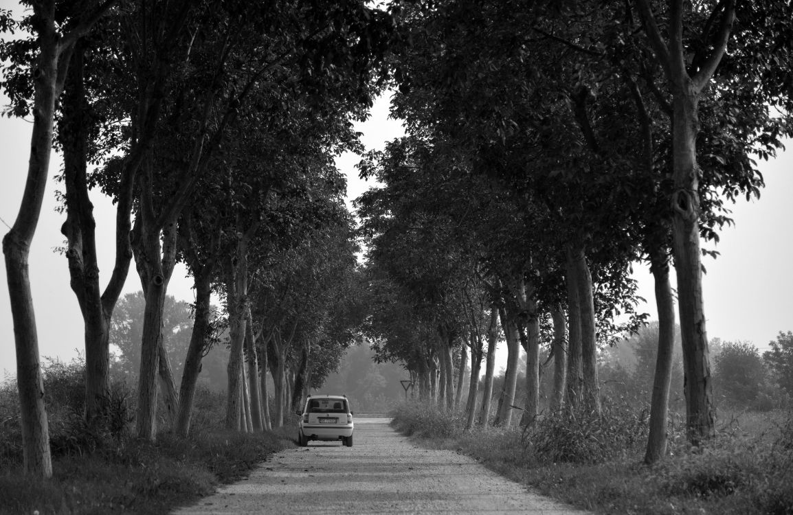 Grayscale Photo of Car on Road Between Trees. Wallpaper in 4962x3224 Resolution