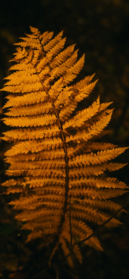 Image pine, plant, terrestrial plant, twig, wood