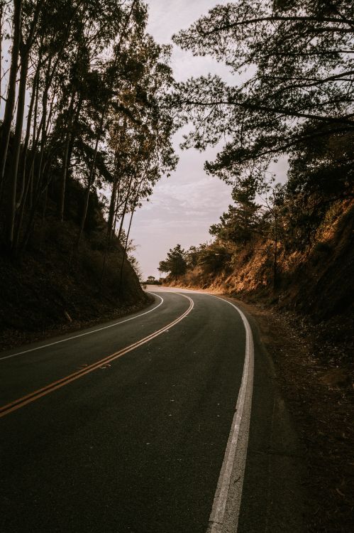 road, tree, lane, asphalt, natural landscape