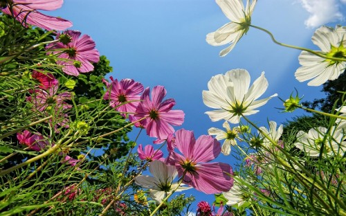 Image pink and white flowers under blue sky during daytime