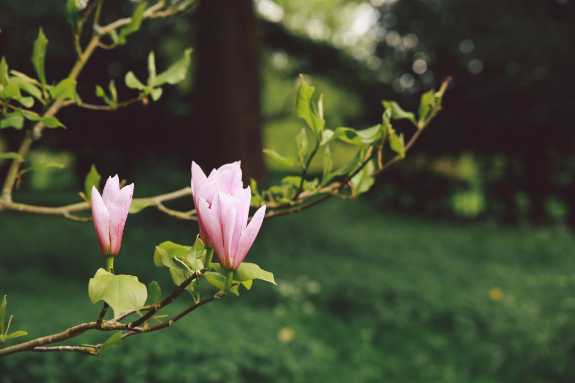 Fleur Rose Sur Branche D'arbre Brun Pendant la Journée. Wallpaper in 5616x3744 Resolution