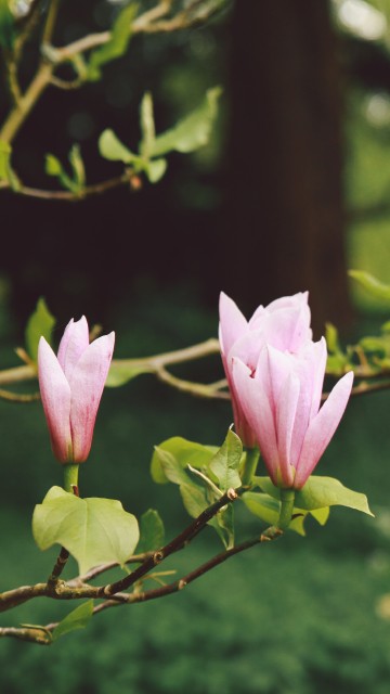 Image pink flower on brown tree branch during daytime