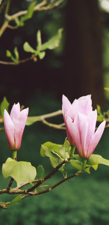 Image pink flower on brown tree branch during daytime