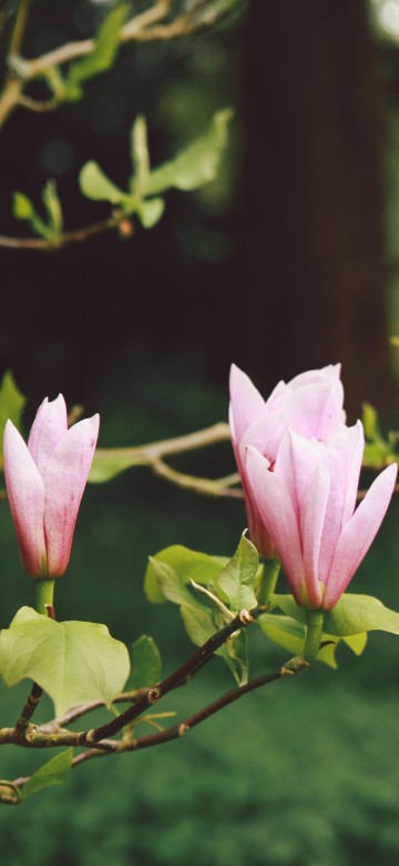 Image pink flower on brown tree branch during daytime