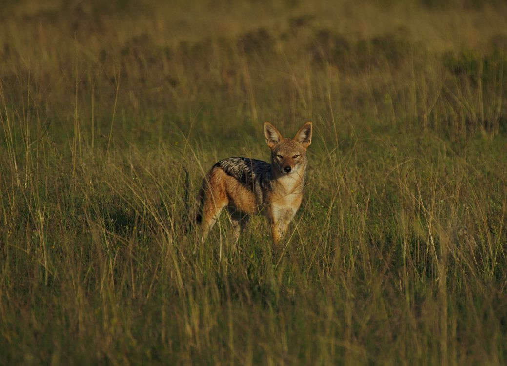 Renard Brun Sur Terrain D'herbe Verte Pendant la Journée. Wallpaper in 4076x2940 Resolution