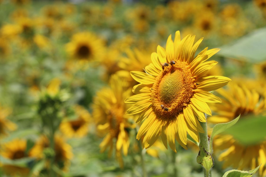 yellow sunflower in tilt shift lens