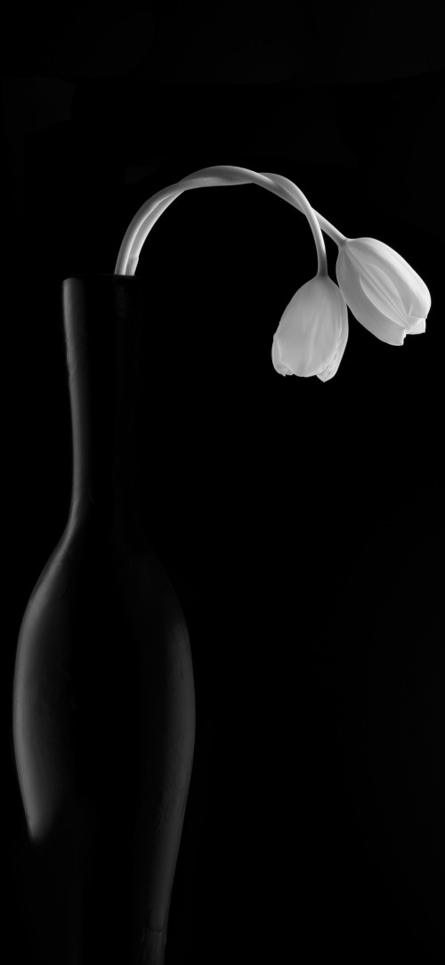 Image black and white, plant, serveware, flower, terrestrial plant