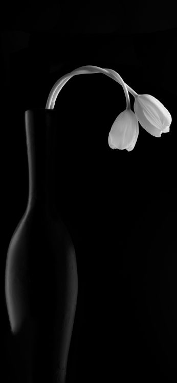 Noir et Blanc, Mesure, Plante Terrestre, Art, Fermer. Wallpaper in 1080x2340 Resolution