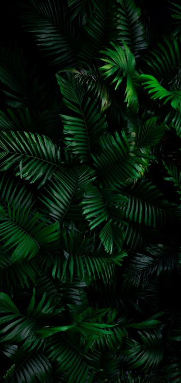 Dbramante1928 Étui Portefeuille New York, Smartphone, Plante Terrestre, Mélèze, Rameau. Wallpaper in 1420x3000 Resolution