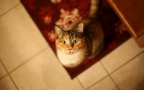 Image brown and white tabby cat