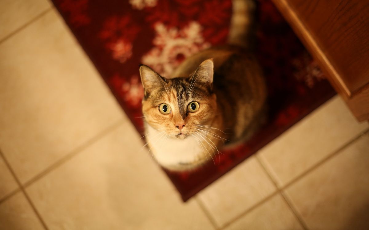 brown and white tabby cat