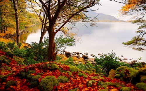 Image red flowers near body of water during daytime