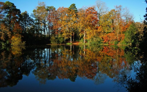 Image green and orange trees beside body of water during daytime